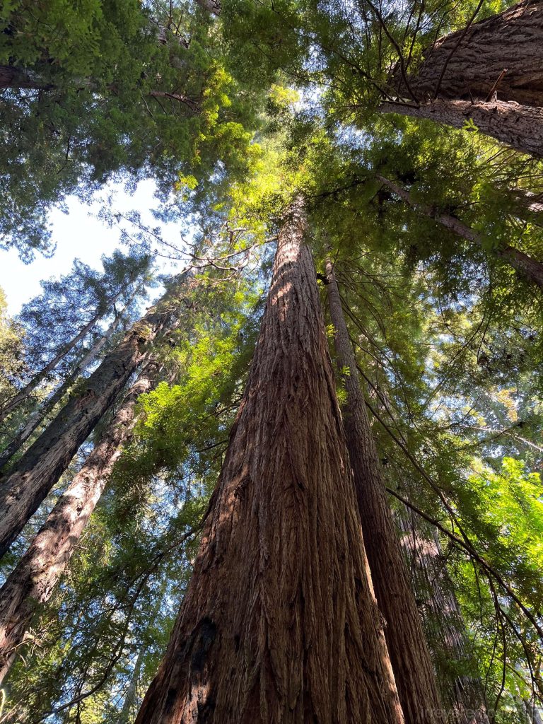 The Tall Trees Grove where Hyperion is located