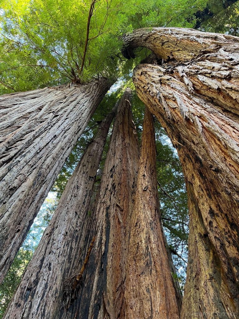 Gregarious giant redwoods