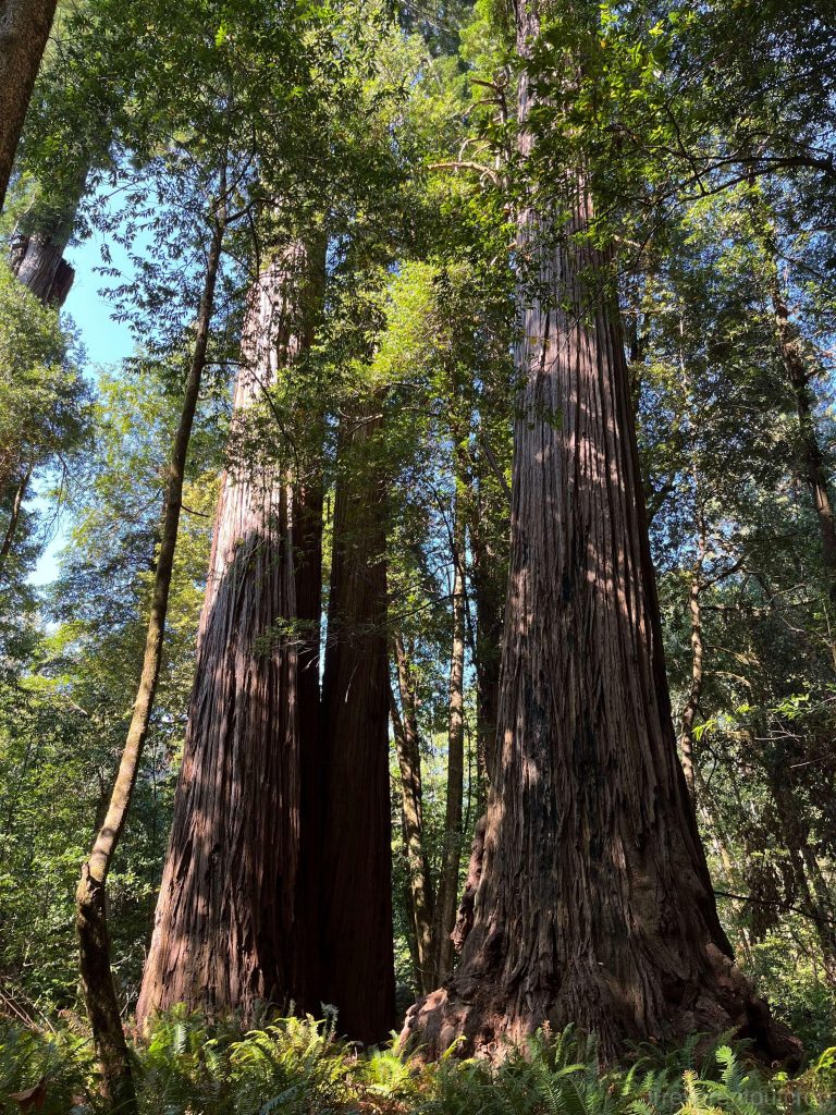 Gregarious giant redwoods