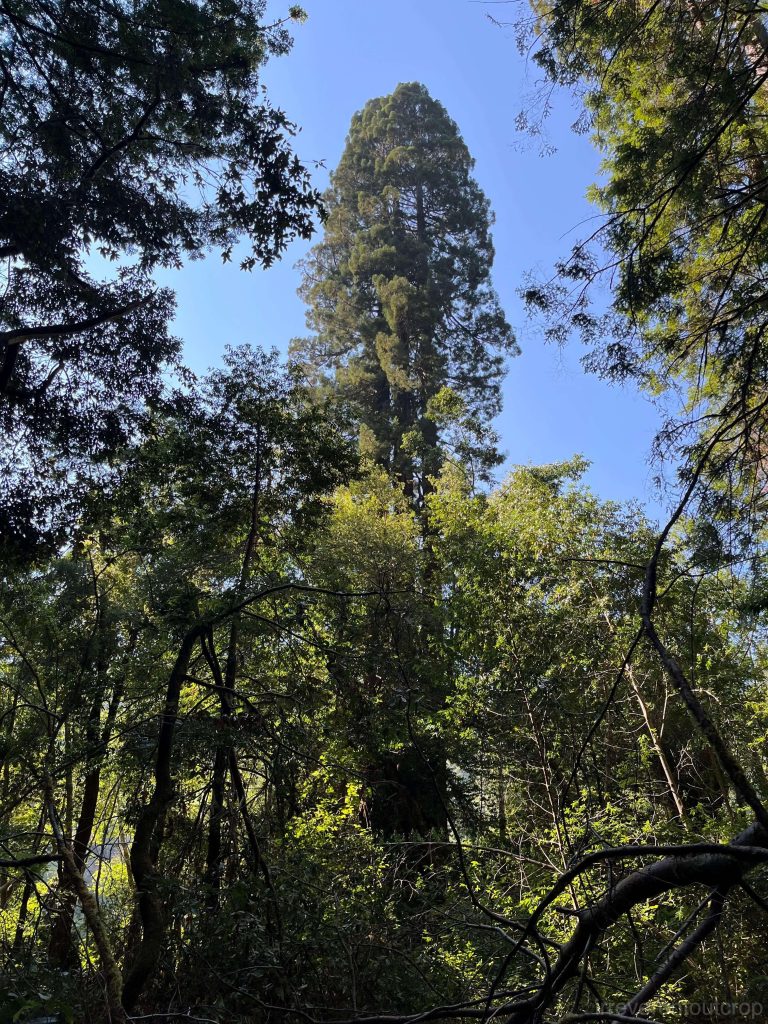The Tall Trees Grove where Hyperion is located