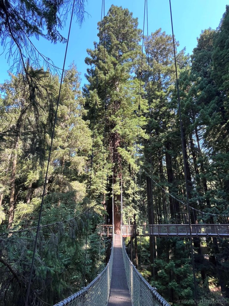 Hanging bridges connecting redwood trees in the Eureka Zoo- Redwood Sky Walk