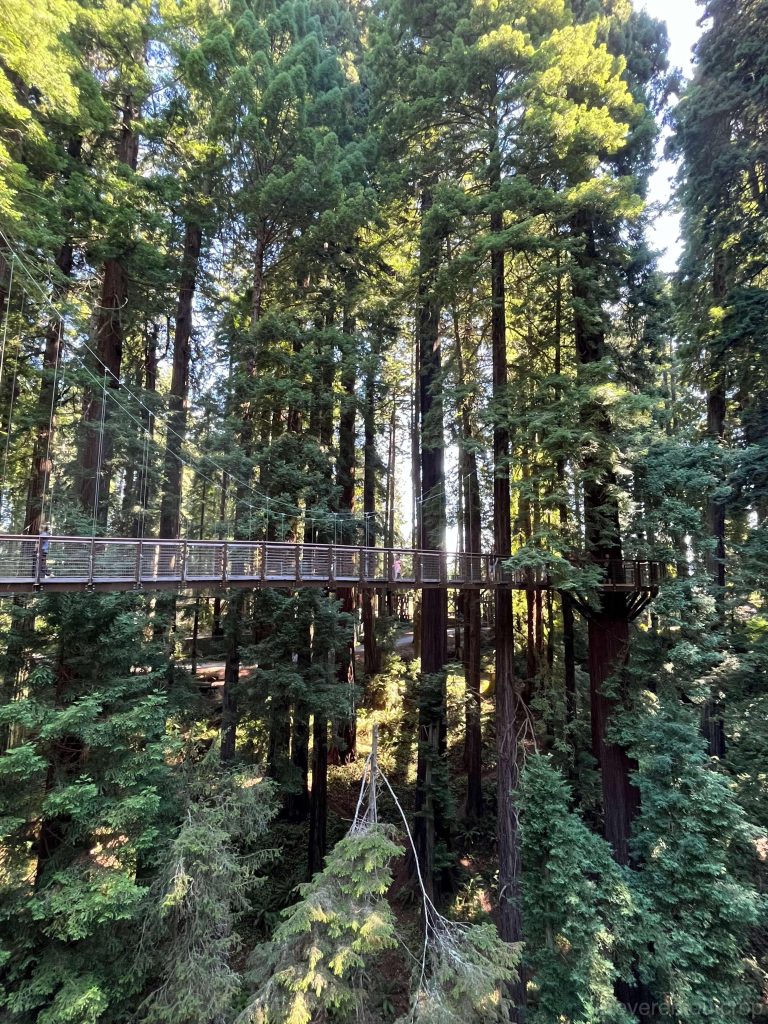 Hanging bridges connecting redwood trees in the Eureka Zoo- Redwood Sky Walk