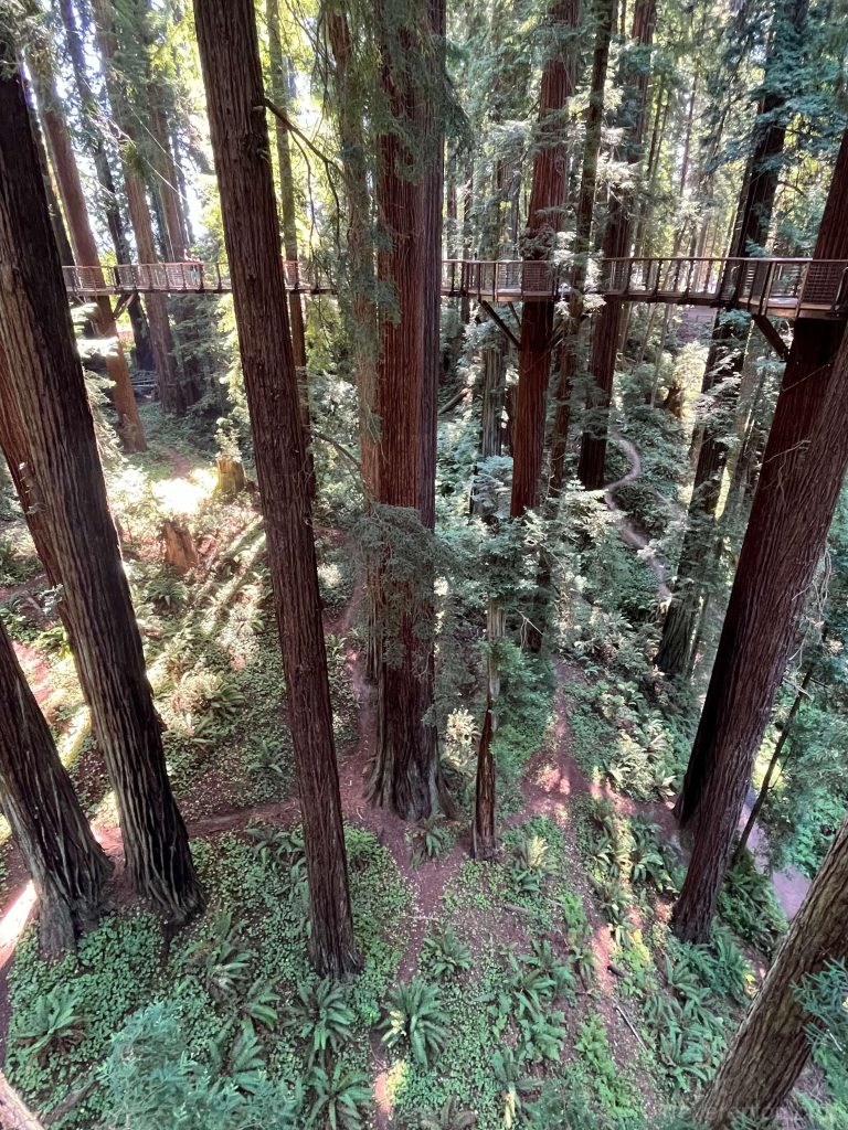 Hanging bridges connecting redwood trees in the Eureka Zoo- Redwood Sky Walk