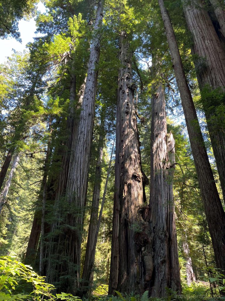 Giant redwoods