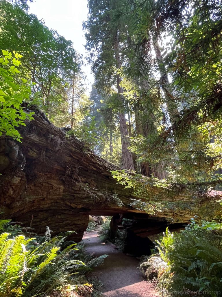Giant redwoods