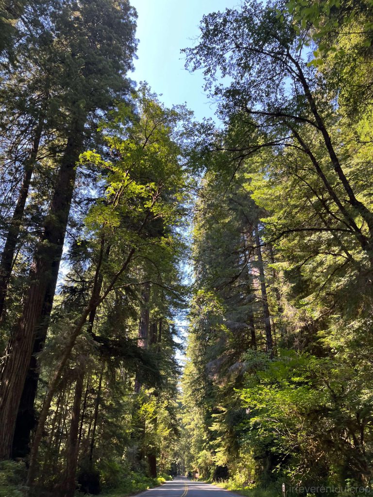 Giant redwoods