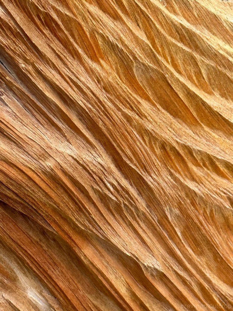 The xylem patterns of bristlecone pines