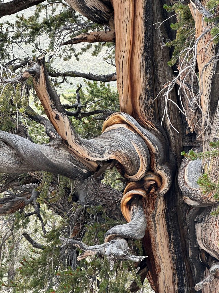 The deep gray bark intertwined with orange wood grain forms intricate and refined patterns