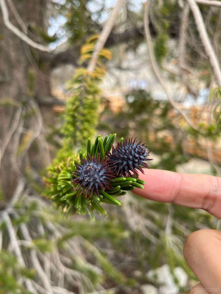 pine cones