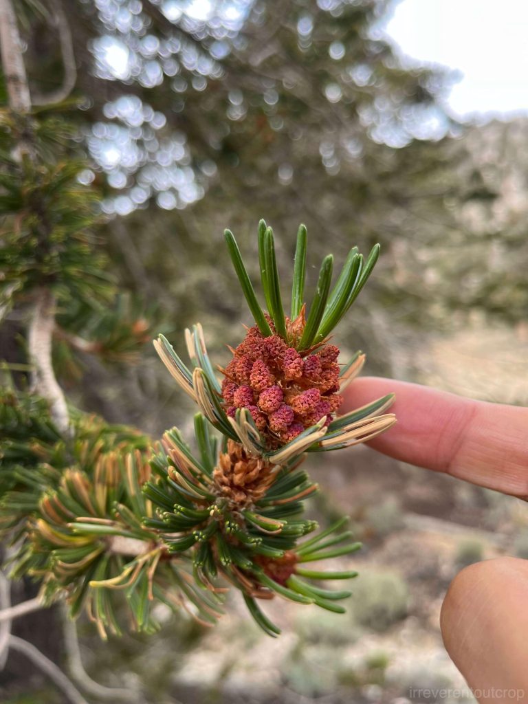 pine cones