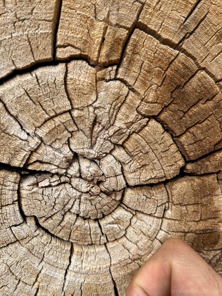 Bristlecone pine growth ring