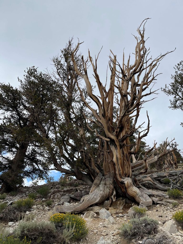 The oldest trees - bristlecone pines