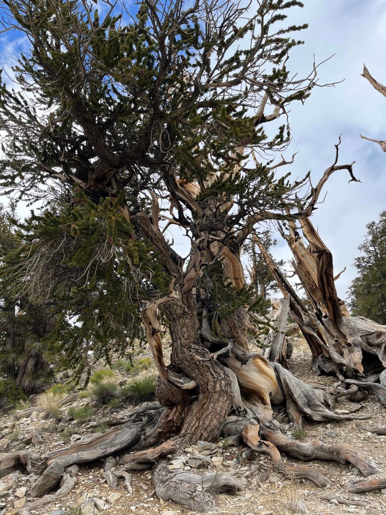 bristlecone pines 大盆地刺果松