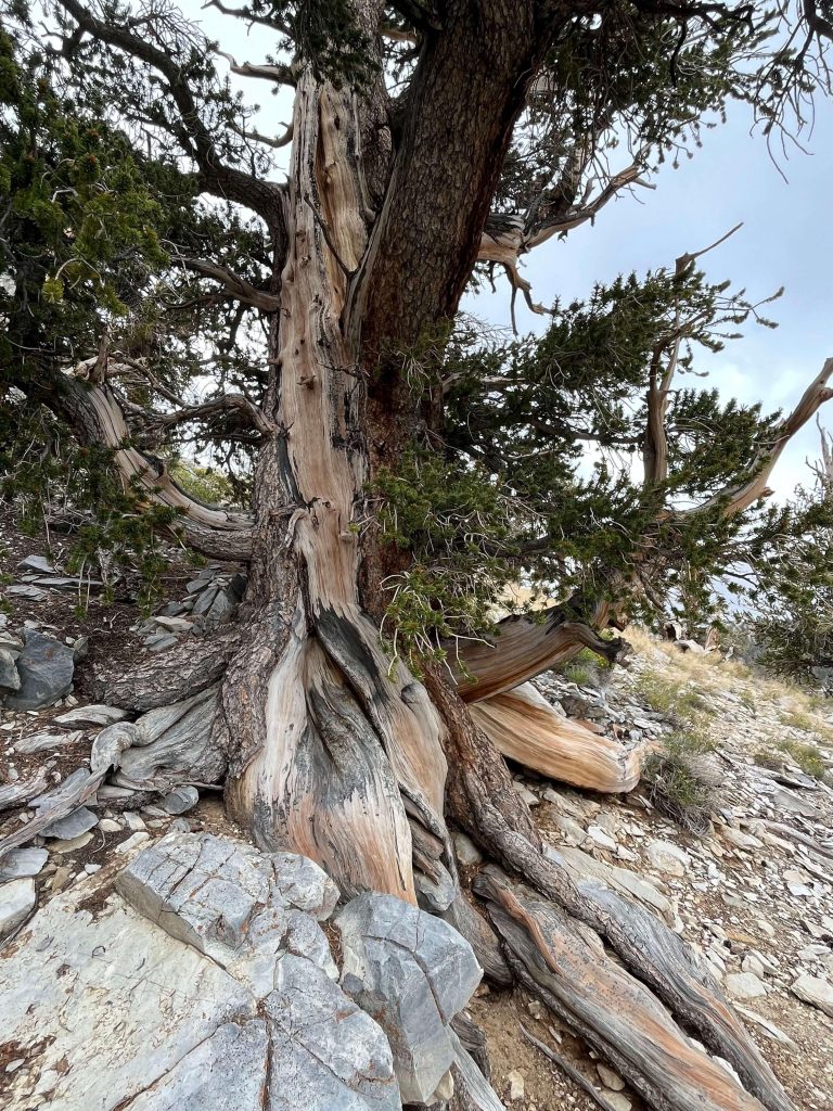 The oldest trees - bristlecone pines