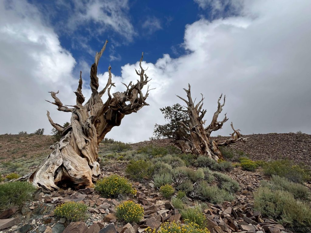 Two ancient bristlecone pines