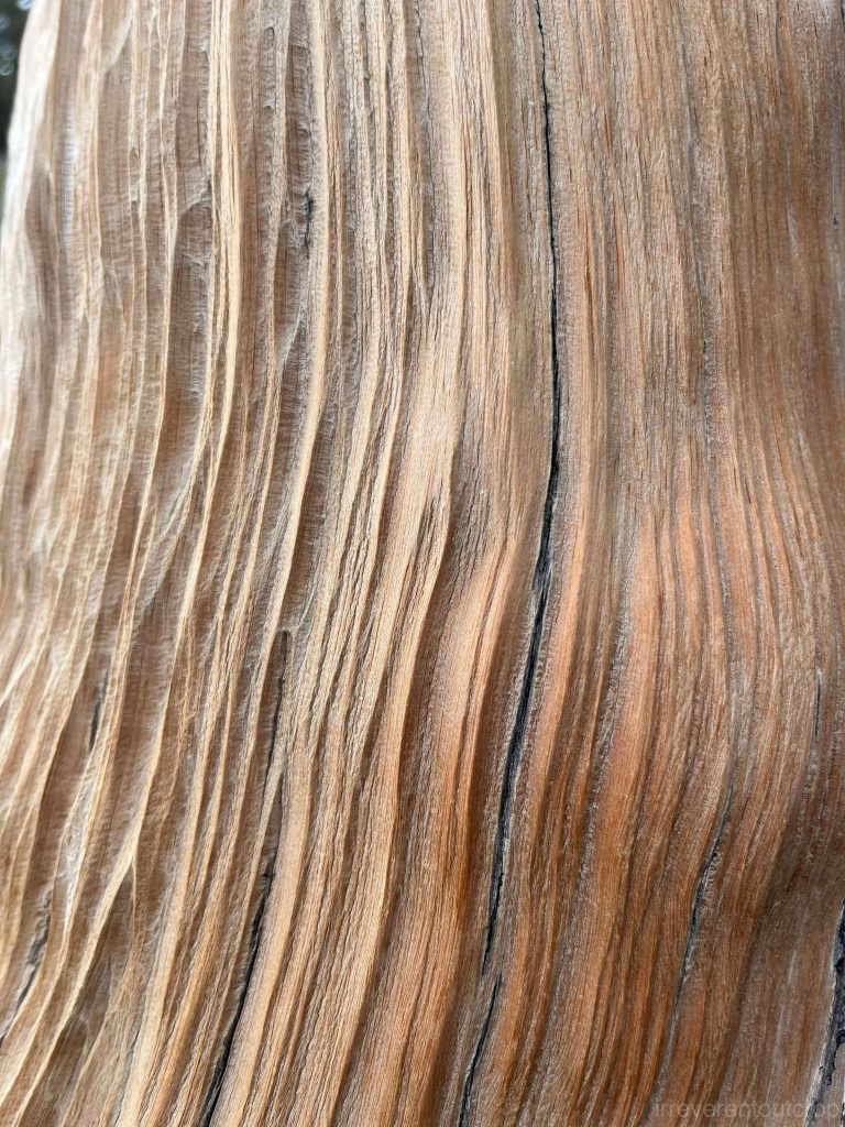 The xylem patterns of bristlecone pines