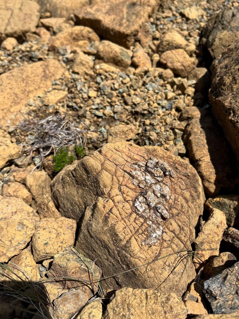 These look like partially serpentinized rock