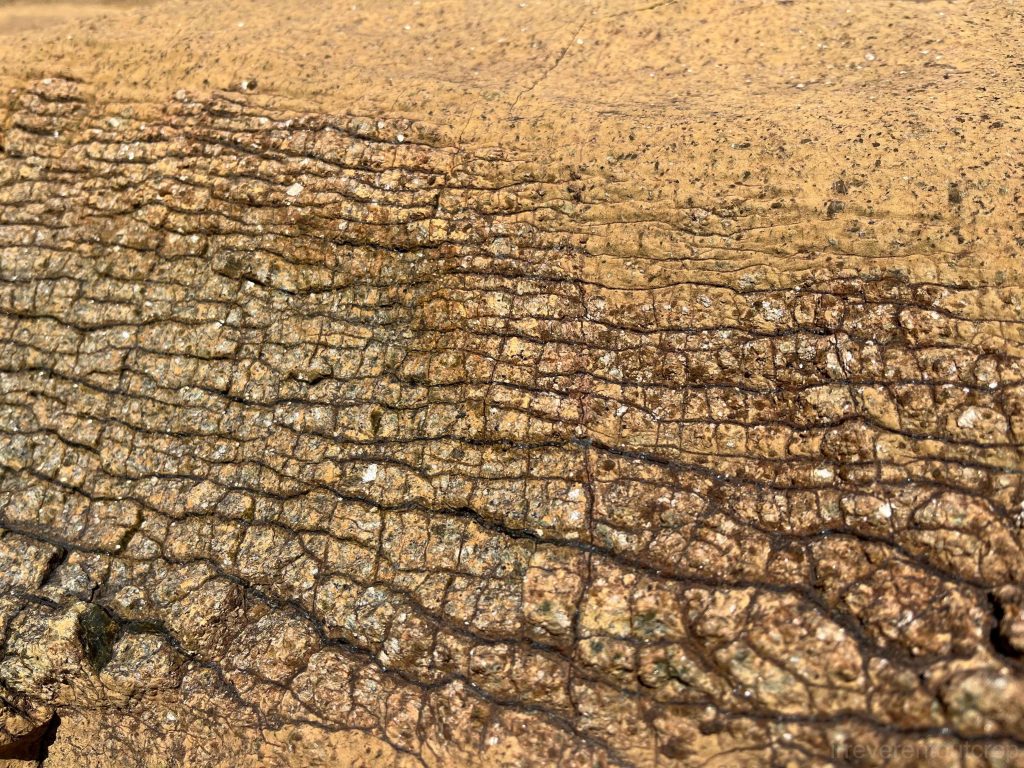 These look like partially serpentinized rock