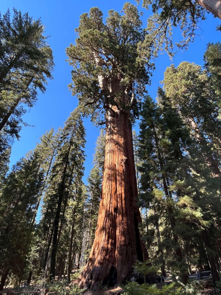 General Sherman the world's largest tree by volume