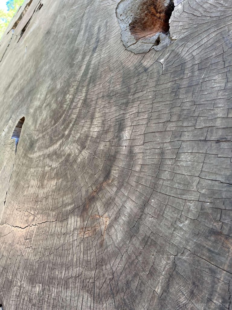 Giant sequoia growth rings