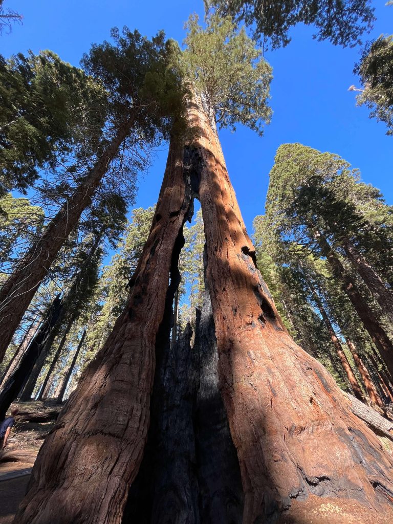 The marks left by wildfires on these millennia-old giants