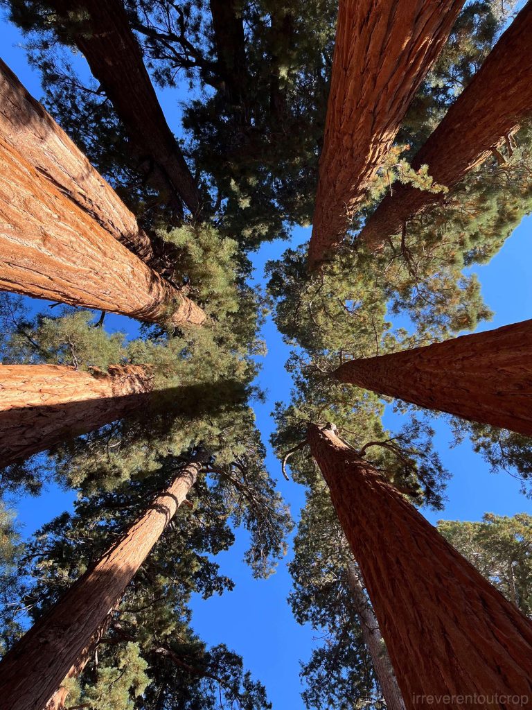 The magical feeling of being surrounded by giant sequoias the largest trees in the world