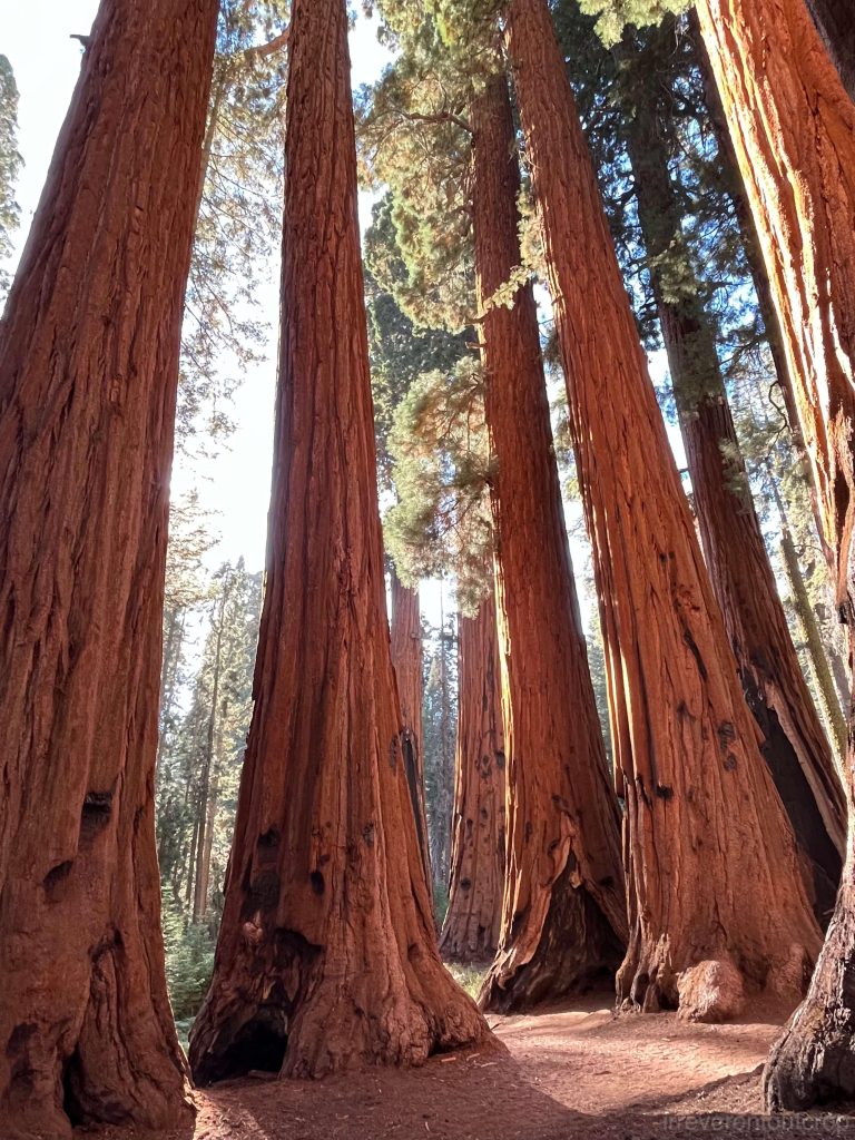 Giant sequoia of the "Congress" 03 "议会"巨杉03