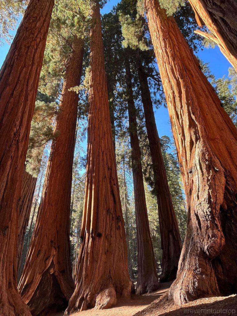 The magical feeling of being surrounded by giant sequoias the largest trees in the world