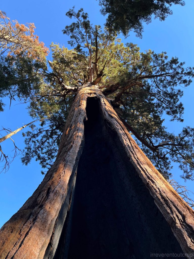 The marks left by wildfires on these millennia-old giants