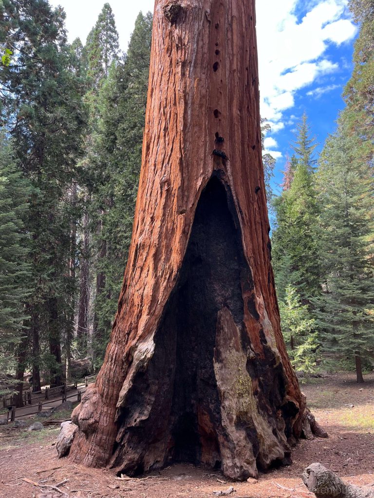 The marks left by wildfires on these millennia-old giants