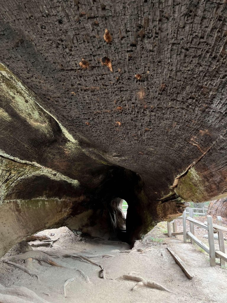 Giant sequoia tree tunnel