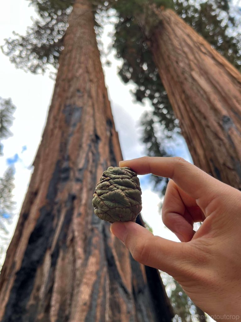 Giant sequoia seed
