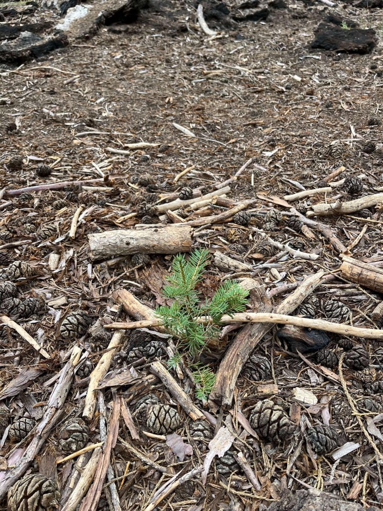 Young giant sequoia