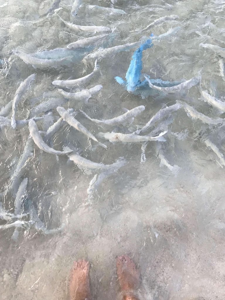 Neds Beach的鱼就在脚边游