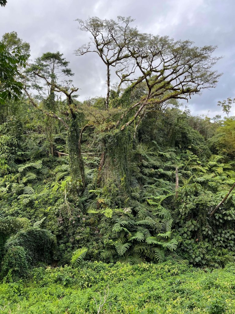 Akaka瀑布景区