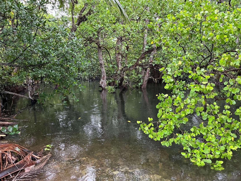 科斯雷岛红树林