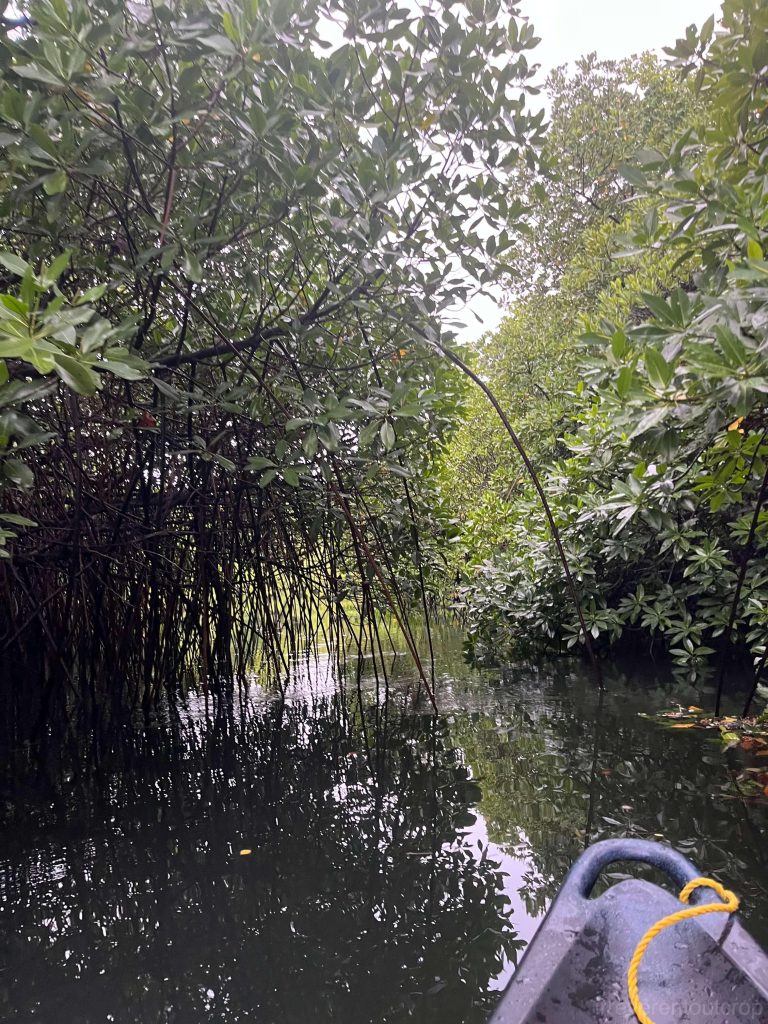 科斯雷岛红树林的河道和张牙舞爪的气根