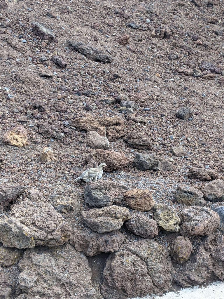 哈雷阿卡拉火山山顶的鹧鸪