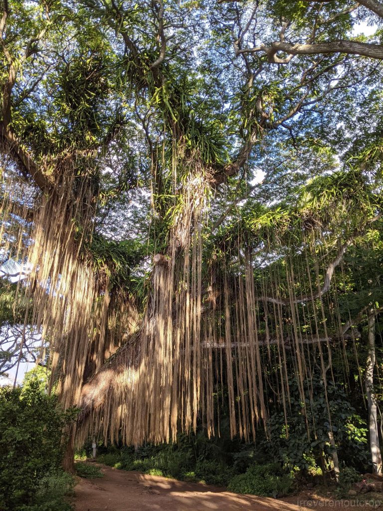 Honolua Bay岸边的热带雨林