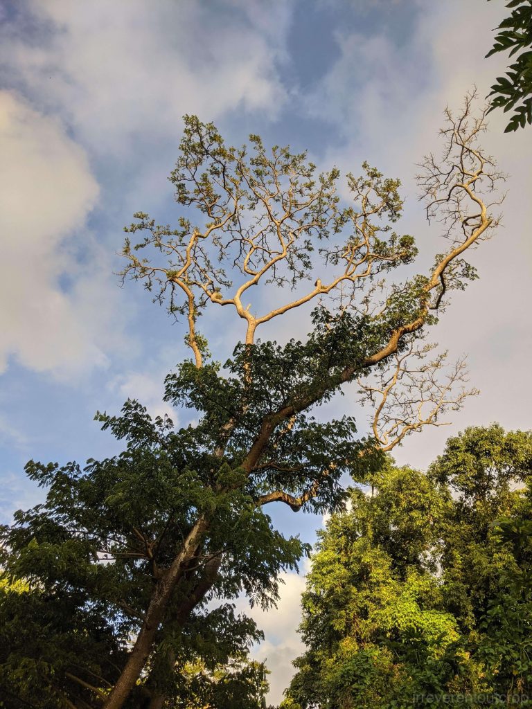 Honolua Bay岸边的热带雨林