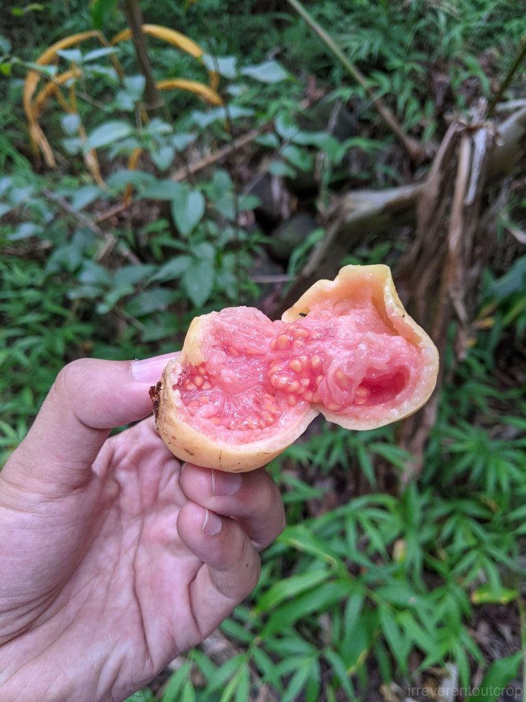 伊欧山谷的番石榴
