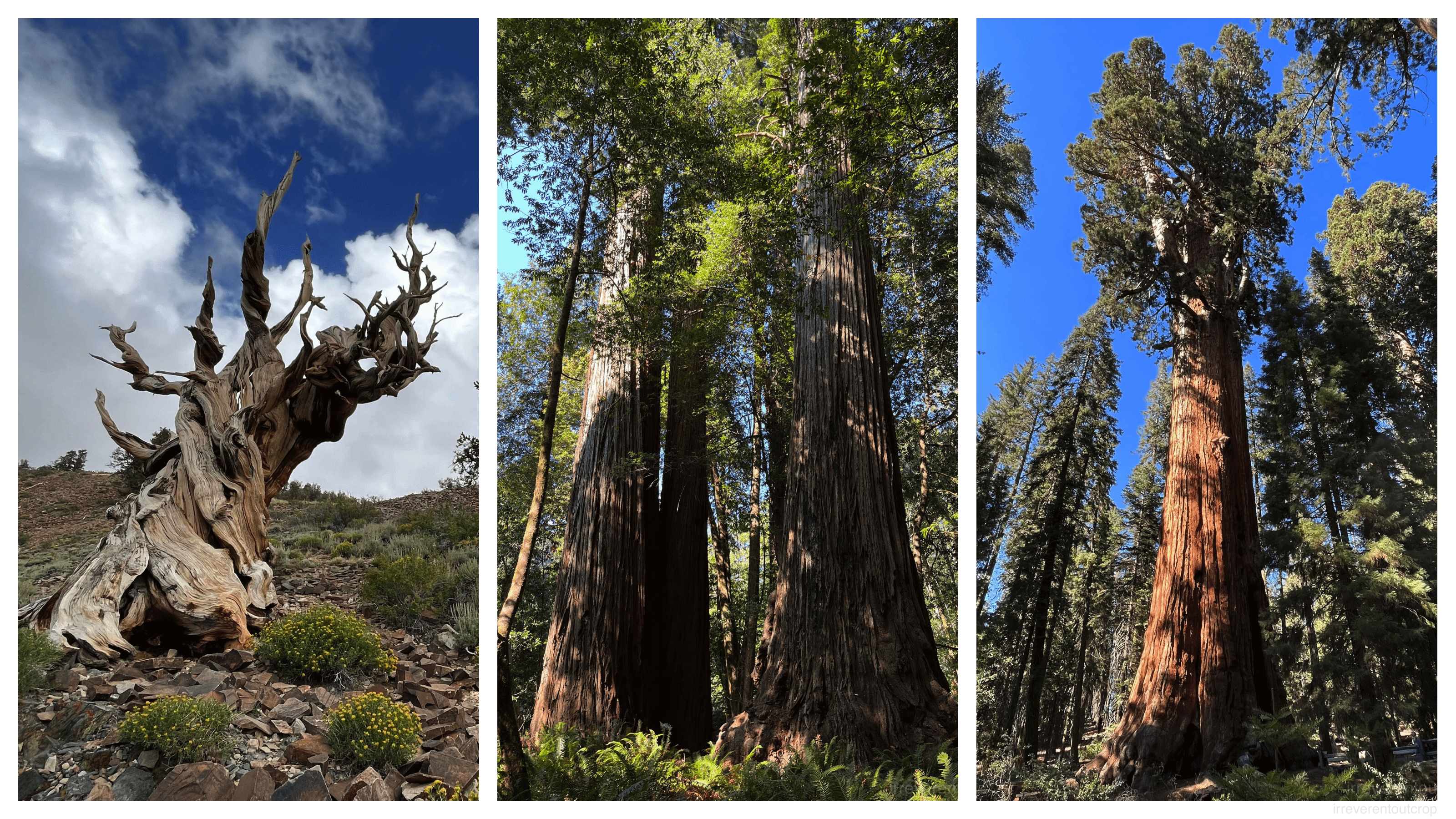 The world's oldest, tallest and largest trees 世界上最老、最高和最大的树